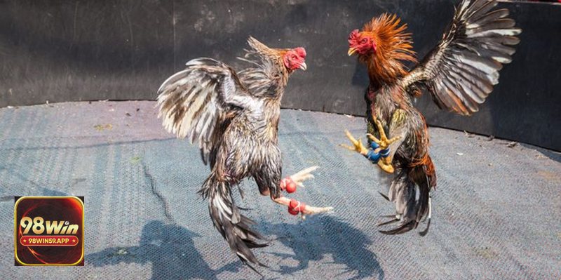 Đá Gà 98win59 - Kho game đá gà phong phú Đá Gà 98win59 - Kho game đá gà phong phú